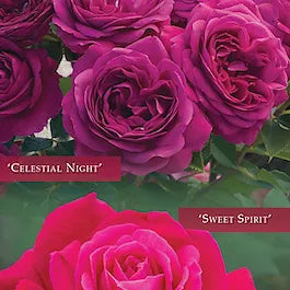 2024 Handbook For Selecting Roses